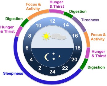 internal clock.